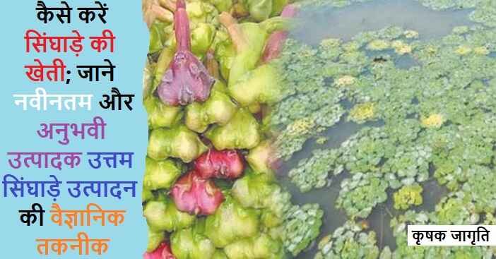 Water Chestnut Farming: सिंघाड़े की बागवानी कैसे करें