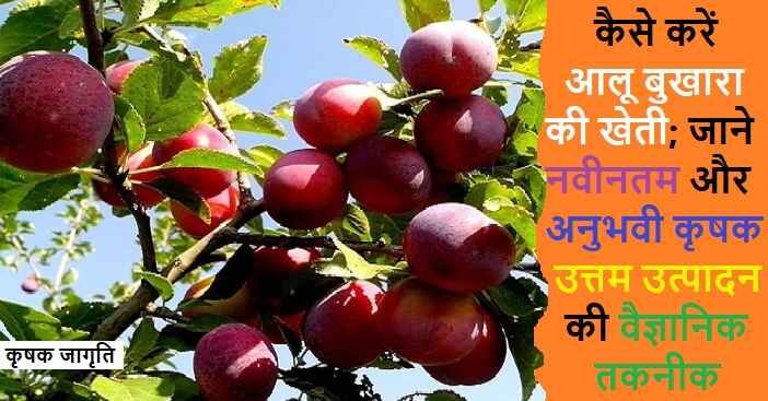 Aloo Bukhara Cultivation: अलूचा की बागवानी कैसे करें
