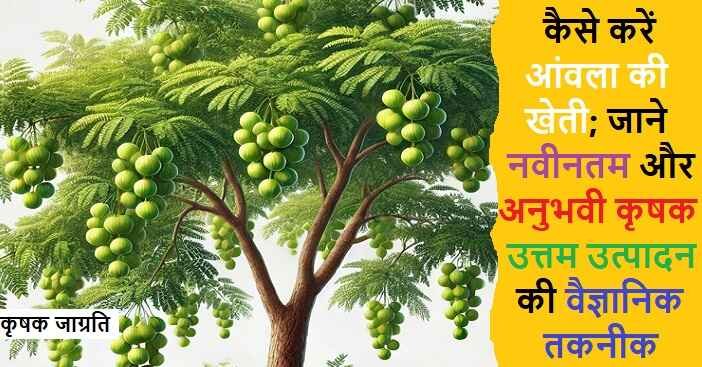 Amla Cultivation in Hindi: आंवला की बागवानी कैसे करें