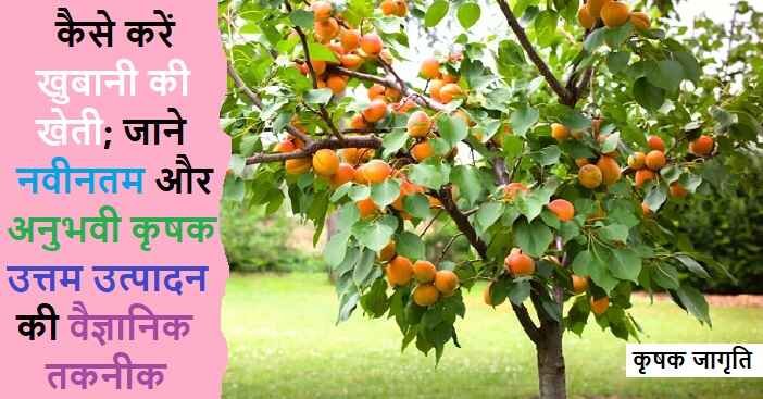 Apricot Cultivation in Hindi: खुबानी की बागवानी कैसे करें