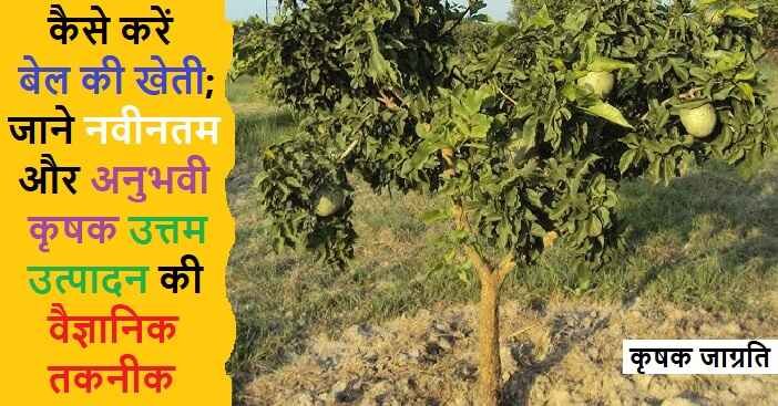 Bael Cultivation in Hindi: जाने बेल की बागवानी कैसे करें