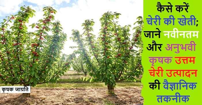Cherry Cultivation in Hindi: चेरी की बागवानी कैसे करें