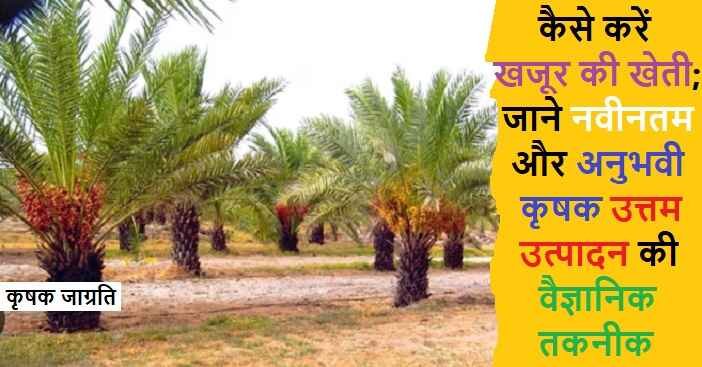Date Palm Farming in Hindi: खजूर की बागवानी कैसे करें