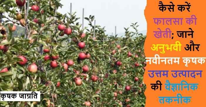Falsa Cultivation in Hindi: फालसा की बागवानी कैसे करें