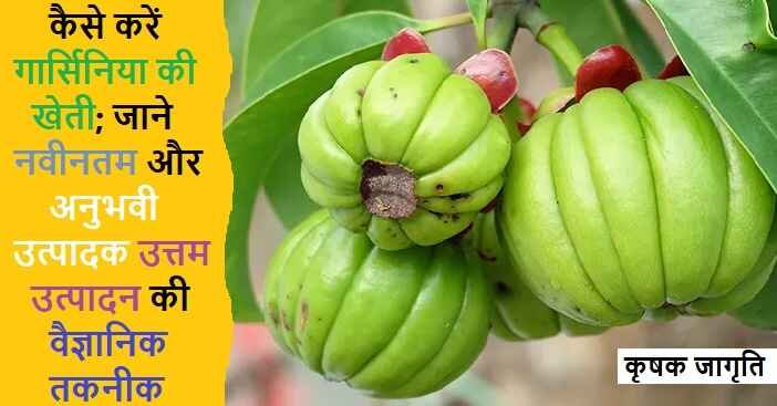 Garcinia Cultivation: जाने गार्सिनिया की बागवानी कैसे करें