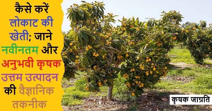 Loquat Cultivation in Hindi: लोकाट की बागवानी कैसे करें