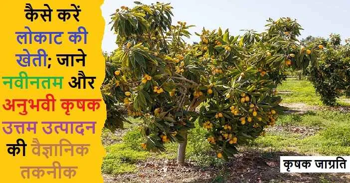 Loquat Cultivation in Hindi: लोकाट की बागवानी कैसे करें