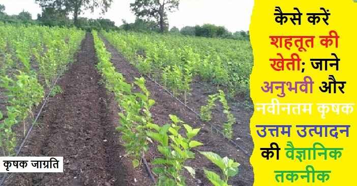 Mulberry Cultivation: जाने शहतूत की बागवानी कैसे करें