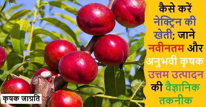 Nectarine Cultivation: जाने नेक्ट्रिन की बागवानी कैसे करें