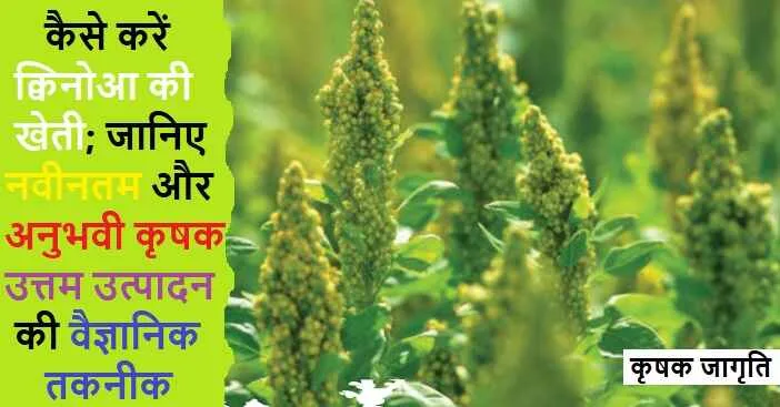 Quinoa Cultivation in Hindi: क्विनोआ की खेती कैसे करें