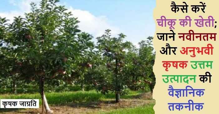 Sapota Cultivation in Hindi: चीकू की बागवानी कैसे करें