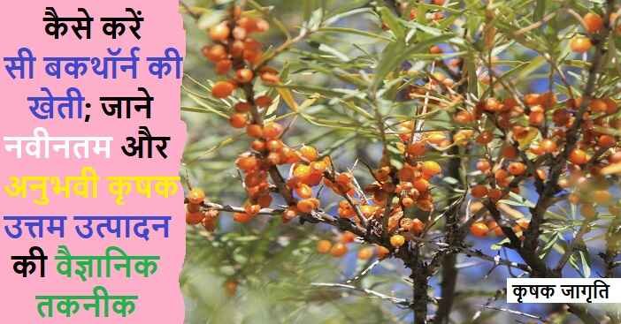 Sea Buckthorn Cultivation: लेह बेरी की बागवानी कैसे करें