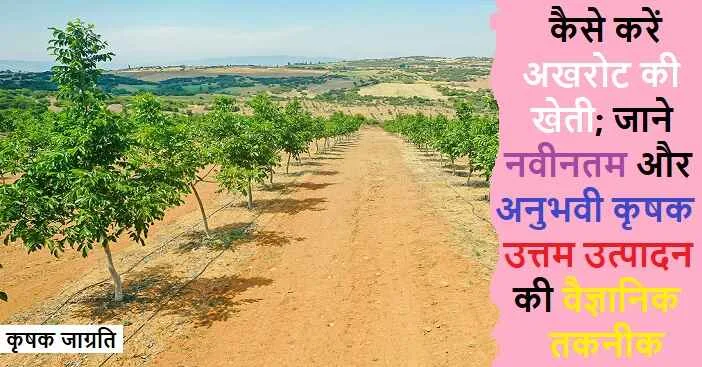 Walnut Cultivation in Hindi: अखरोट की बागवानी कैसे करें