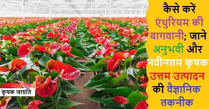 Anthurium Cultivation: जाने एंथुरियम की खेती कैसे करें