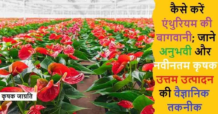 Anthurium Cultivation: जाने एंथुरियम की खेती कैसे करें