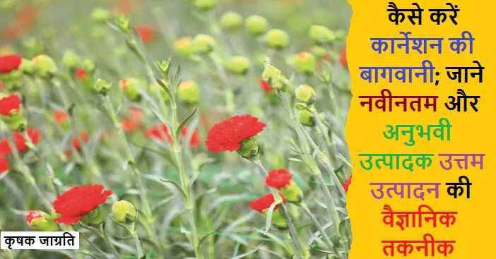 Carnation Cultivation in Hindi: कार्नेशन की खेती कैसे करें