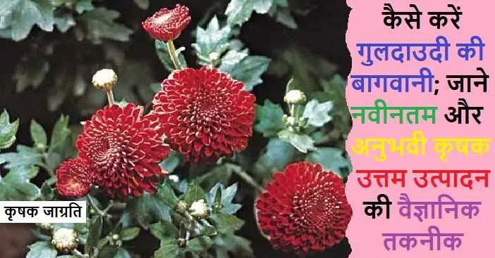 Chrysanthemum Cultivation: गुलदाउदी की खेती कैसे करें
