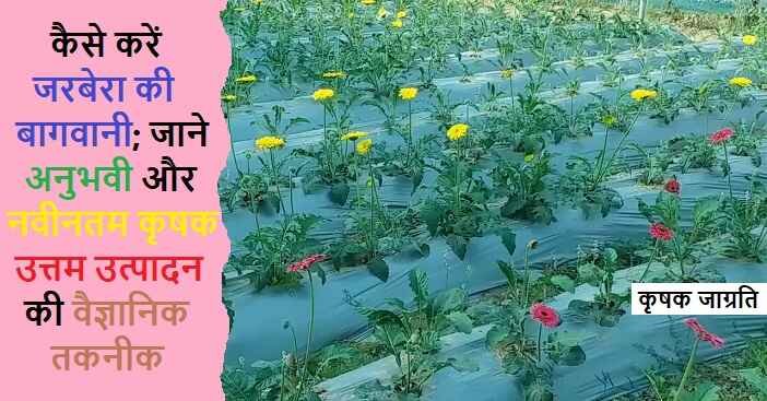 Gerbera Cultivation in Hindi जरबेरा की खेती कैसे करें