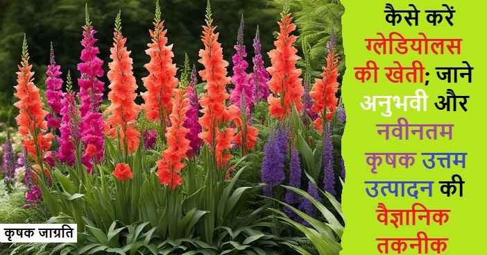Gladiolus Cultivation: ग्लेडियोलस की बागवानी कैसे करें