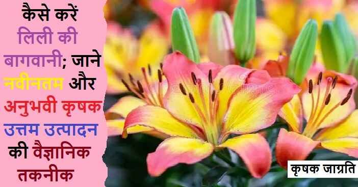Lilium Cultivation in Hindi जाने लिली की खेती कैसे करें