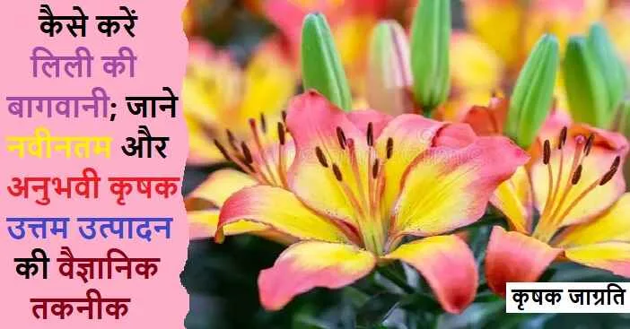 Lilium Cultivation in Hindi जाने लिली की खेती कैसे करें