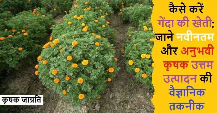 Marigold Cultivation in Hindi: गेंदा पुष्प उत्पादन कैसे करें