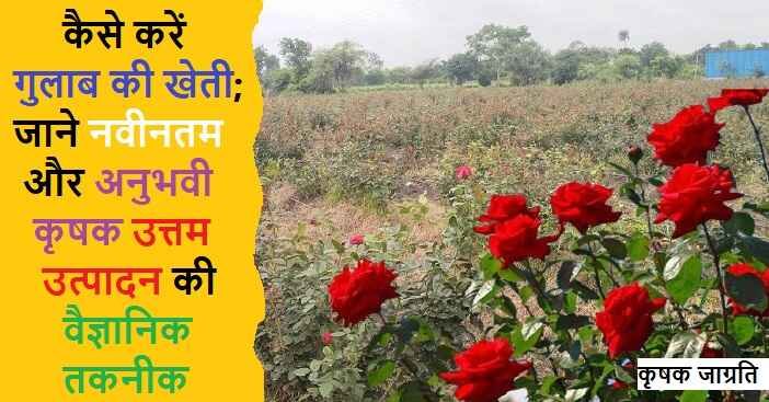 Rose Cultivation in Hindi: गुलाब की बागवानी कैसे करें — Draft