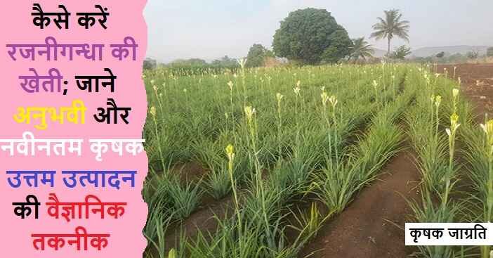 Tuberose Cultivation: जाने रजनीगंधा की बागवानी कैसे करें