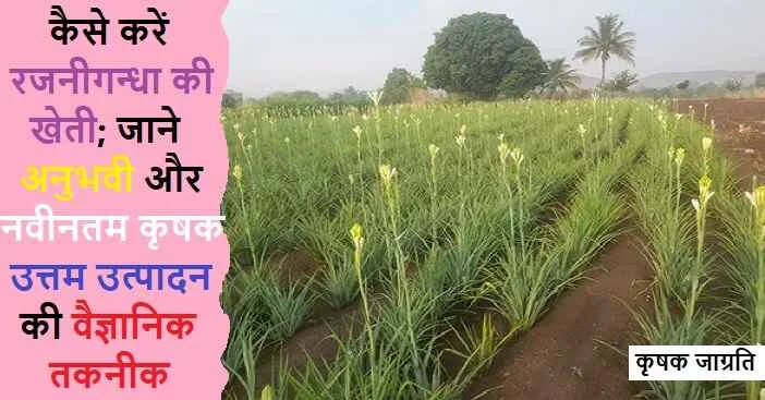 Tuberose Cultivation: जाने रजनीगंधा की बागवानी कैसे करें