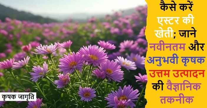 Aster Cultivation in Hindi: एस्टर की बागवानी कैसे करें