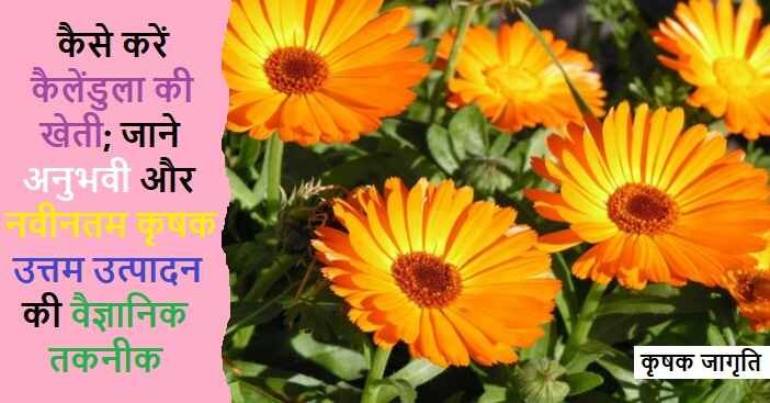 Calendula Cultivation: कैलेंडुला की बागवानी कैसे करें