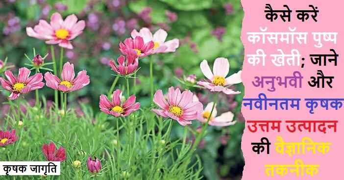 Cosmos Farming in Hindi: कॉसमॉस की बागवानी कैसे करें