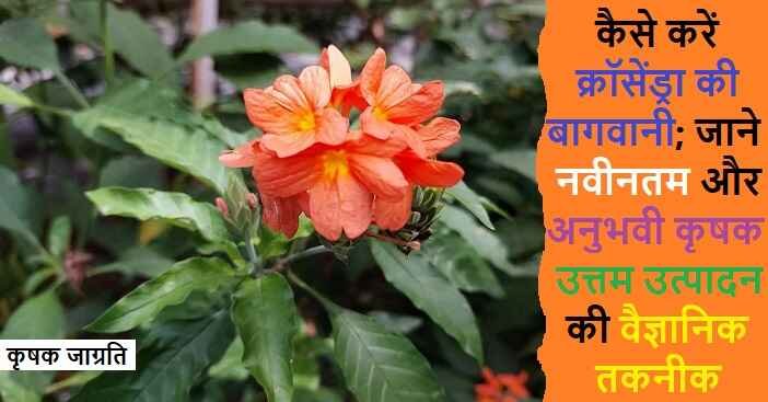 Crossandra Cultivation: जाने क्रॉसेंड्रा की खेती कैसे करें