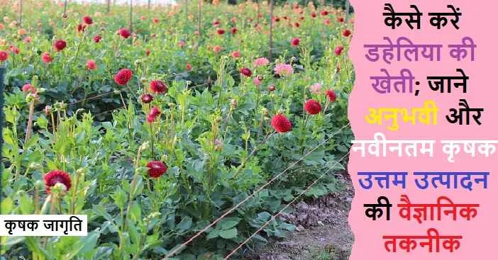 Dahlia Cultivation in Hindi: डहेलिया की खेती कैसे करें