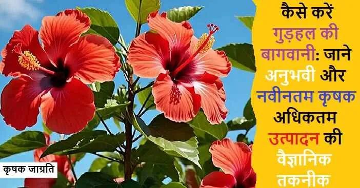 Hibiscus Cultivation in Hindi: गुड़हल की खेती कैसे करें