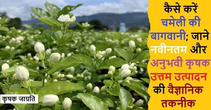 Jasmine Cultivation in Hindi: चमेली की खेती कैसे करें