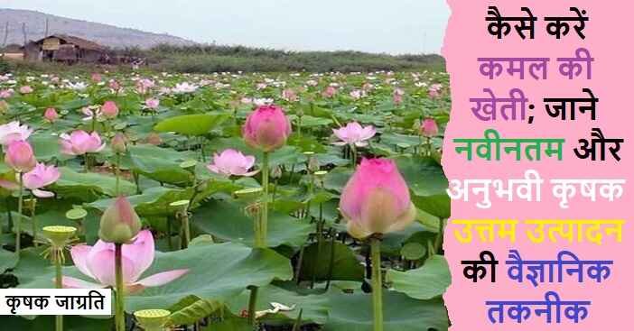Lotus Cultivation in Hindi: कमल की बागवानी कैसे करें