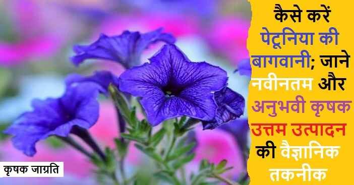 Petunia Cultivation in Hindi: पेटूनिया की खेती कैसे करें