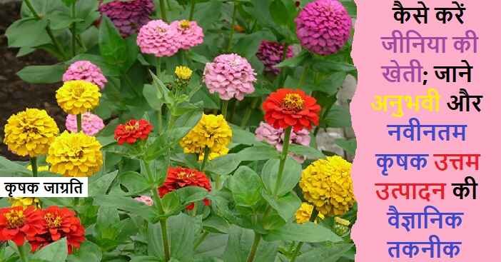 Zinnia Cultivation in Hindi: जीनिया की बागवानी कैसे करें