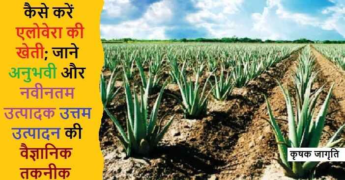 Aloe Vera Farming in Hindi: घृतकुमारी की खेती कैसे करें