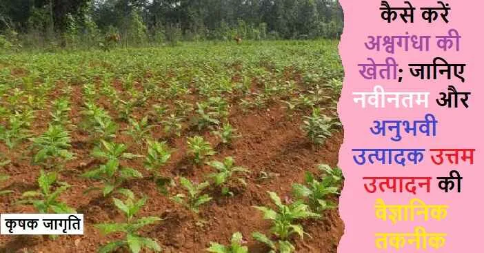 Ashwagandha Farming in Hindi: जाने अश्वगंधा कैसे उगाएं