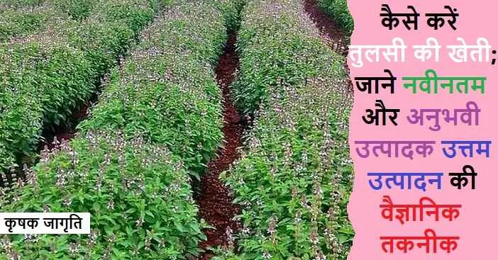 Basil Cultivation in Hindi: जाने तुलसी की खेती कैसे करें