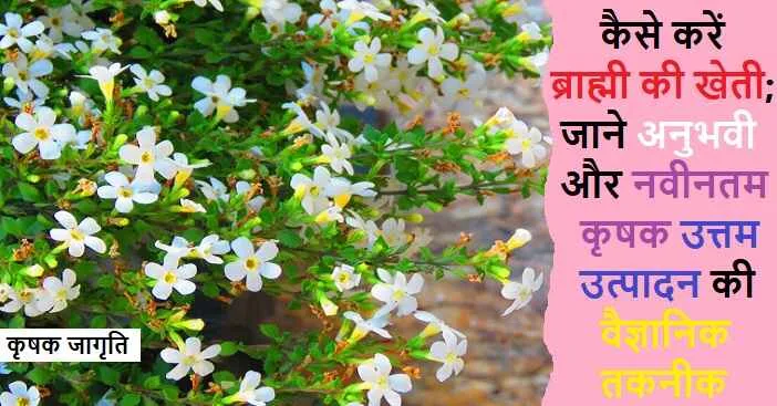 Brahmi Cultivation in Hindi: जाने ब्राह्मी की खेती कैसे करें
