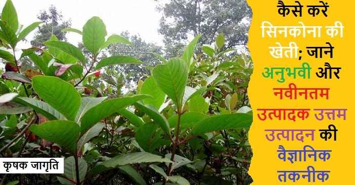 Cinchona Cultivation in Hindi: जाने सिनकोना कैसे उगाएं
