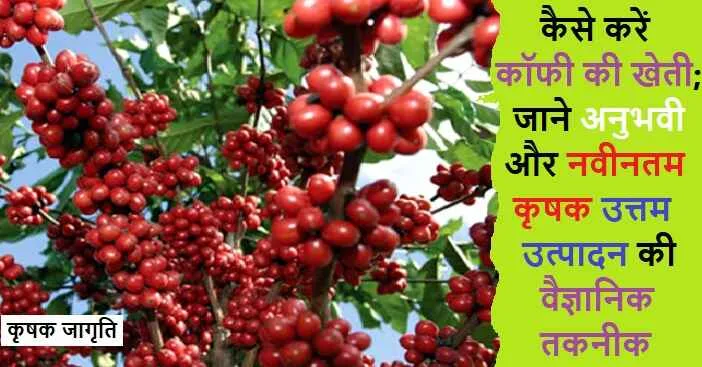 Coffee Cultivation in Hindi: जाने कॉफी की खेती कैसे करें