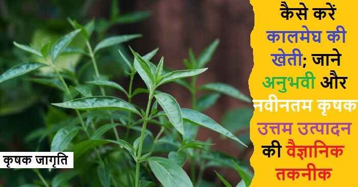 Kalmegh Cultivation in Hindi: कालमेघ की खेती कैसे करें