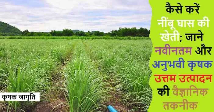 Lemongrass Farming in Hindi: जाने नींबू घास कैसे उगाएं