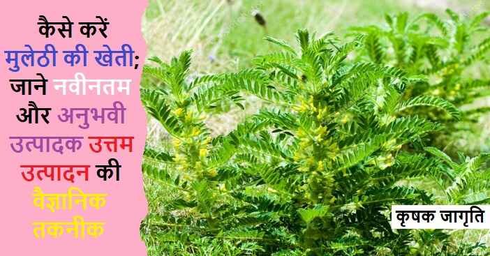 Liquorice Farming in Hindi: जाने मुलेठी की खेती कैसे करें