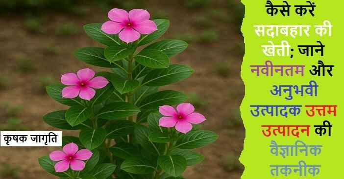 Periwinkle Farming in Hindi: जाने सदाबहार कैसे उगाएं