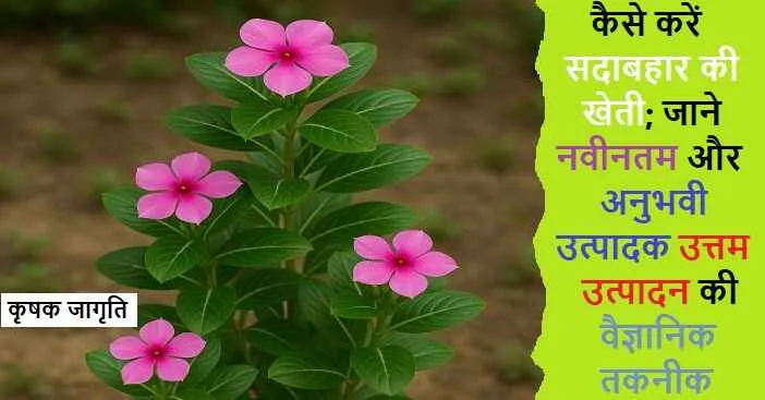 Periwinkle Farming in Hindi: जाने सदाबहार कैसे उगाएं